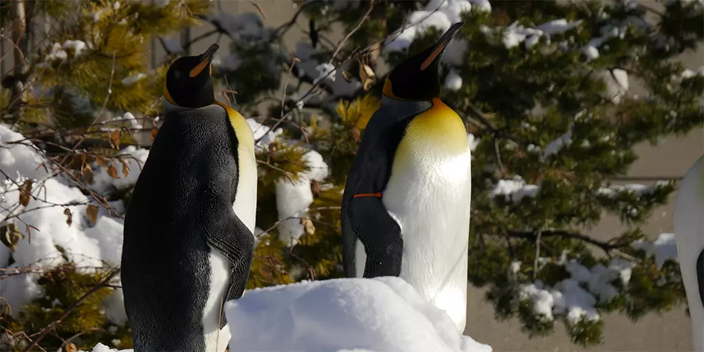 Penguins standing on a snowy ground in Calgary Zoo