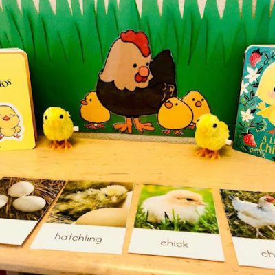 World agriculture day - learning about life cycles - and a new word in Spanish - Pollitos = chicks